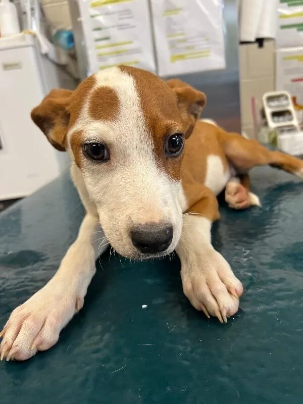 A young small-sized male White / Cream Mixed Breed dog named Elliot for adoption in Mobile, AL