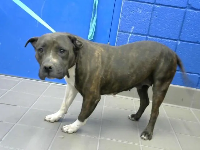An adult medium-sized female Staffordshire Bull Terrier dog named Princess for adoption in Albuquerque, NM