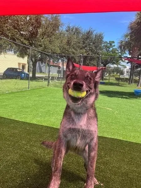 A senior large-sized male Tricolor (Brown, Black, & White) Belgian Shepherd / Malinois dog named Tiki Masala Located for adoption in Imlay City, MI
