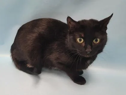An adult small-sized female Domestic Short Hair cat named Yahyah for adoption in Coon Rapids, MN