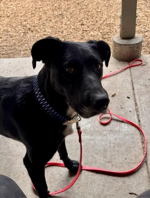 An adult large-sized female Labrador Retriever dog named Pearl for adoption in South Lake Tahoe, CA