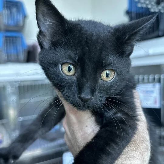 A baby small-sized male Black Domestic Short Hair cat named Freddy for adoption in Matteson, IL