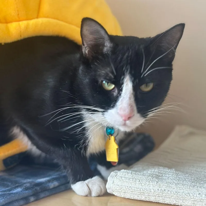 A young small-sized male Domestic Short Hair cat named Nevada for adoption in Port Washington, NY