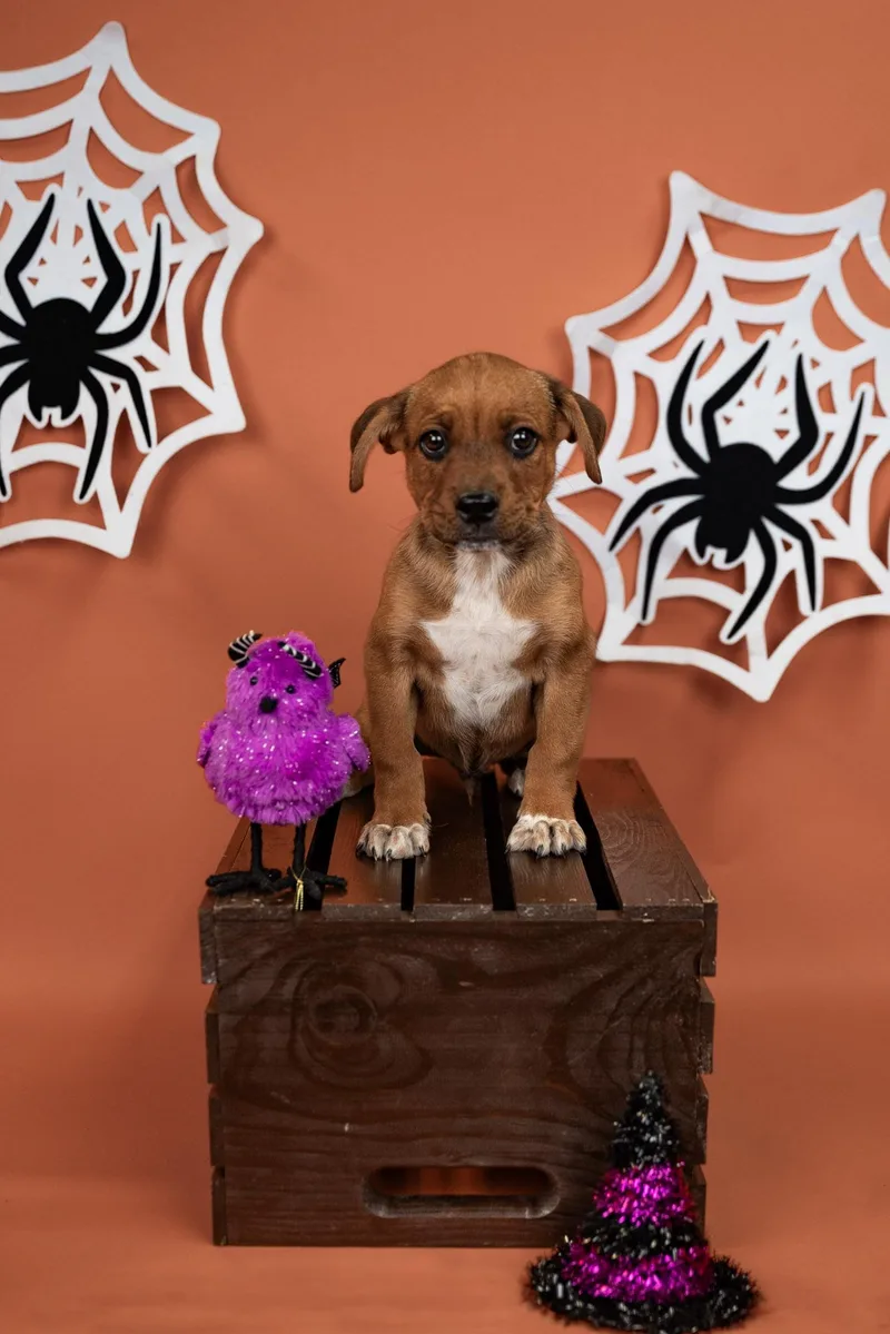 A baby medium-sized male Australian Cattle Dog / Blue Heeler dog named 846-26 for adoption in Brighton, CO