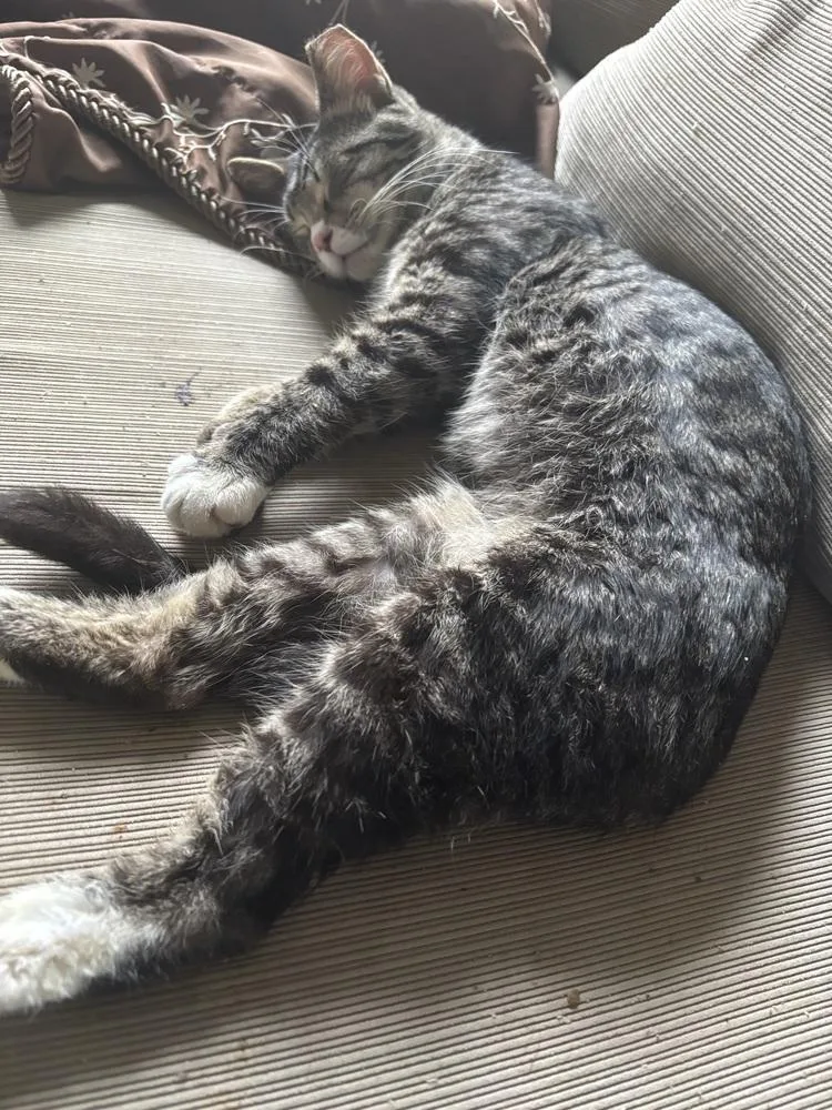 An adult medium-sized male Domestic Short Hair cat named Caleb for adoption in Salisbury, NC
