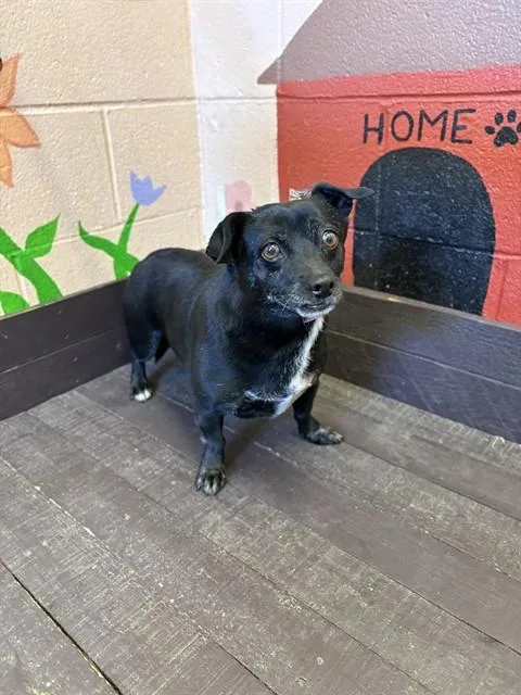 An adult small-sized female Rat Terrier dog named Lucy for adoption in Castaic, CA