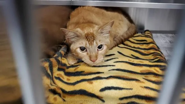 An adult medium-sized male Domestic Short Hair cat named Tilico for adoption in Aurora, IL