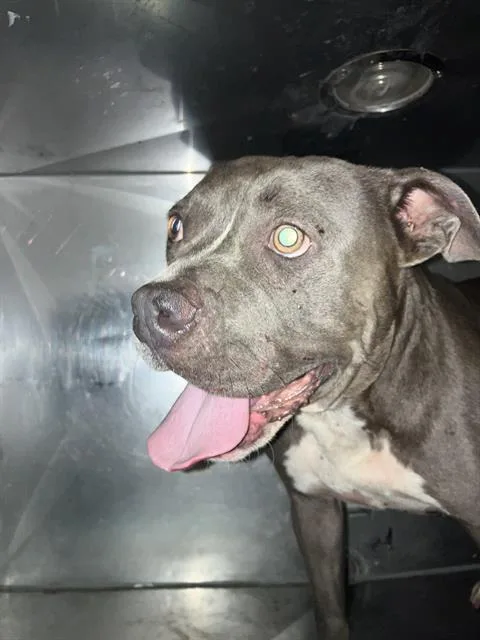 A young medium-sized female Mixed Breed dog named Mars for adoption in Dallas, TX