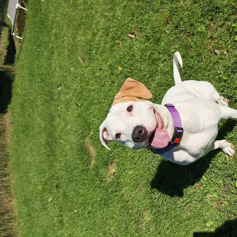 A young medium-sized female Red / Chestnut / Orange Pit Bull Terrier dog named Rosie for adoption in Oconto, WI