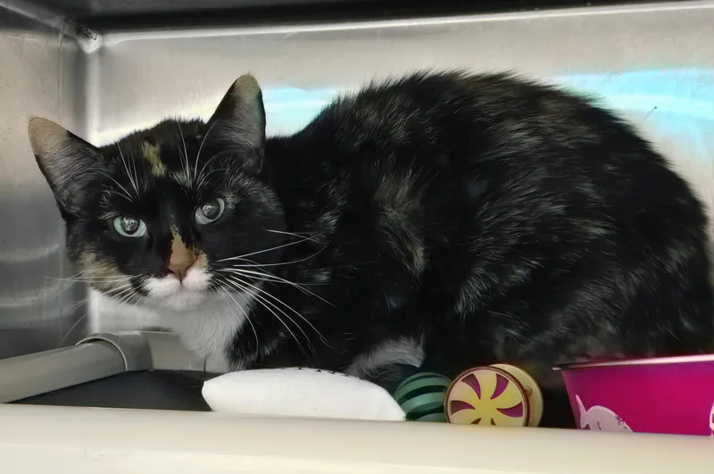 An adult medium-sized female Tortoiseshell Domestic Short Hair cat named Caramel for adoption in Amityville, NY