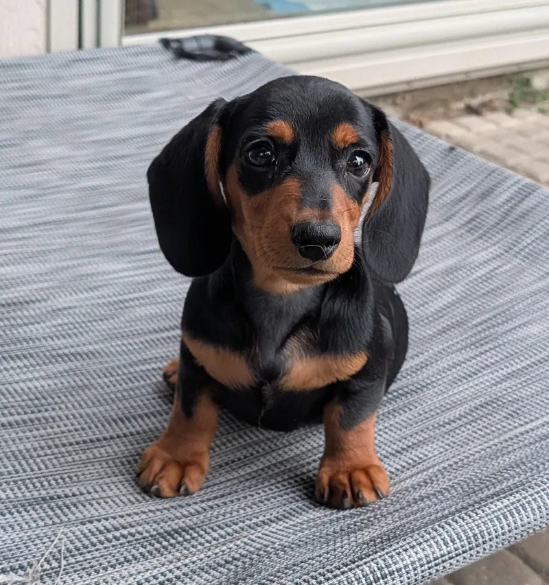 A baby small-sized male Dachshund dog named Ryder for adoption in Sioux Falls, SD