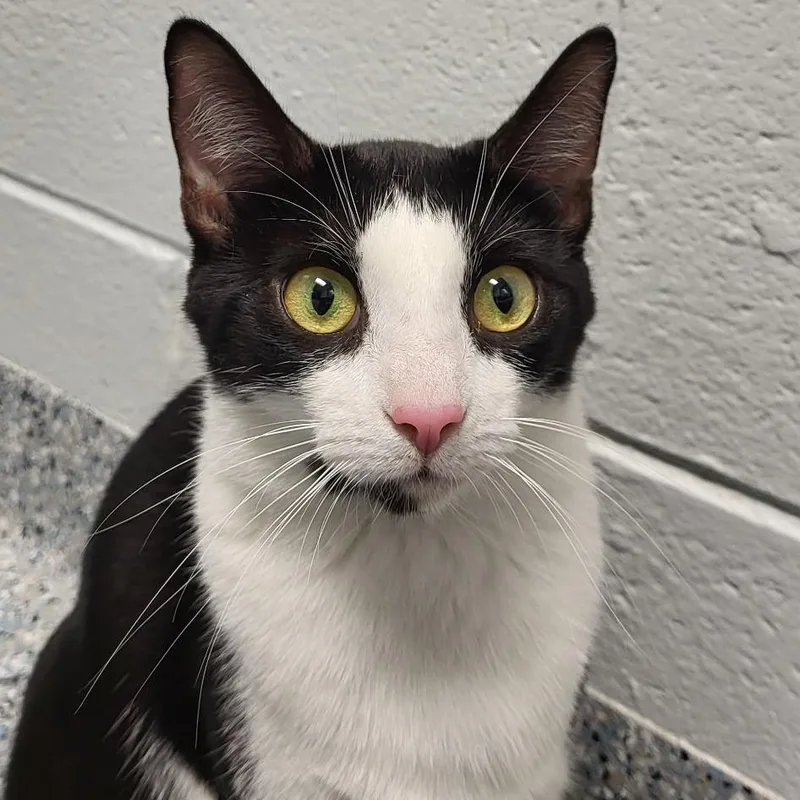 An adult medium-sized female Black Domestic Short Hair cat named Petunia for adoption in Dayton, OH