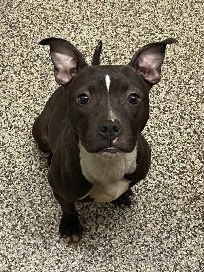 A young medium-sized female Pit Bull Terrier dog named Pancake for adoption in Westland, MI
