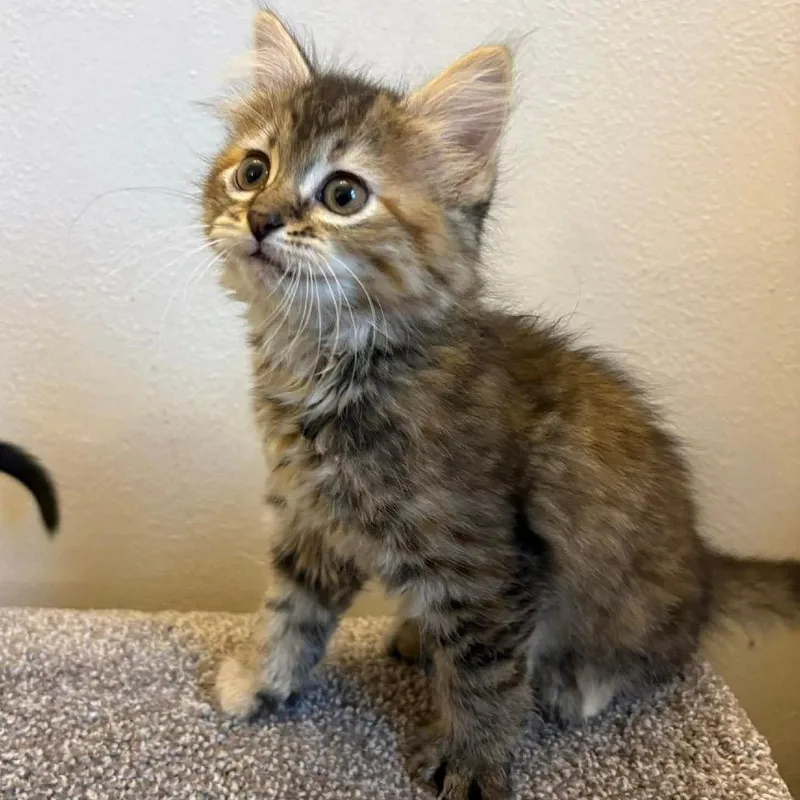 A baby small-sized female Torbie Domestic Short Hair cat named Egg for adoption in Chillicothe, IL