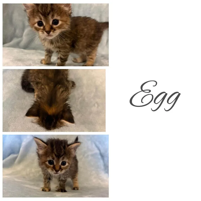 Egg thumbnail 3