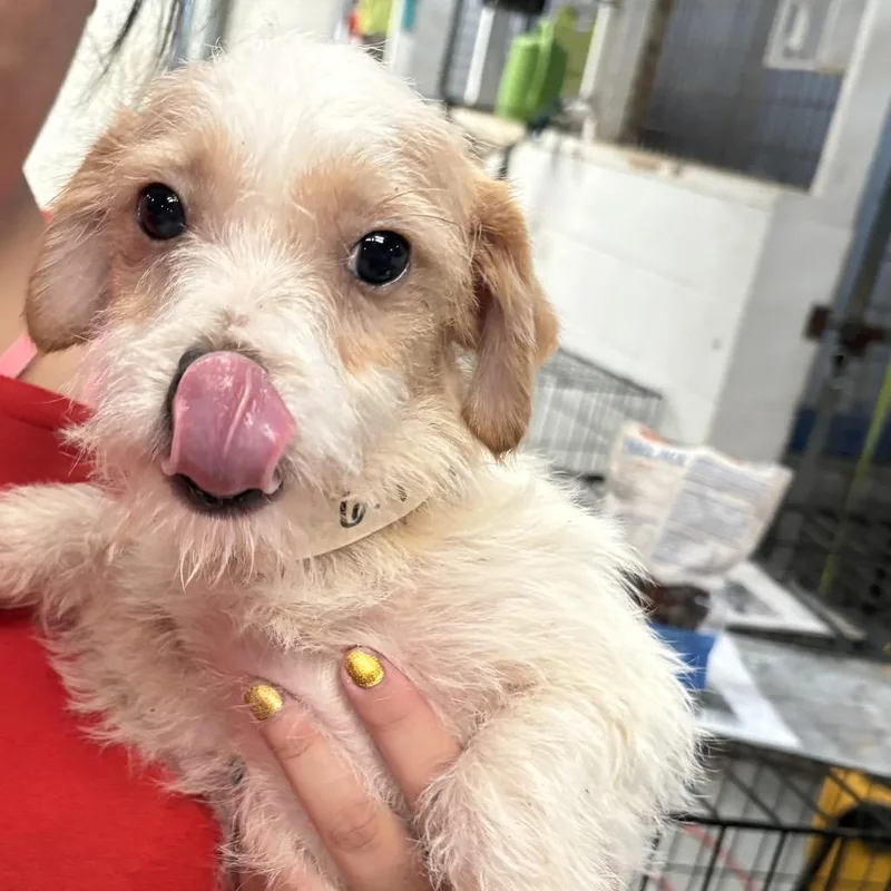 A baby small-sized male Yellow / Tan / Blond / Fawn Mixed Breed dog named Eater of Worlds for adoption in Leander, TX