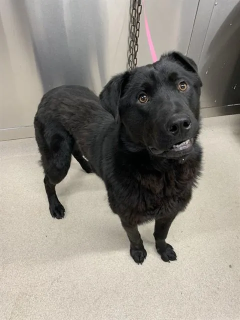 A young large-sized male Chow Chow dog named Cornelius for adoption in Fairbanks, AK