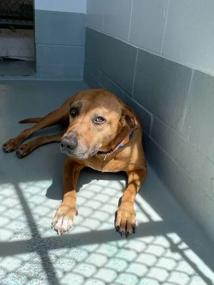 An adult medium-sized female Black Mouth Cur dog named Brandy for adoption in Daytona Beach, FL