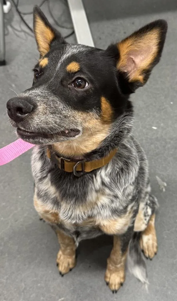 A young medium-sized male Australian Cattle Dog / Blue Heeler dog named Pen Bondi for adoption in Lawrenceville, GA