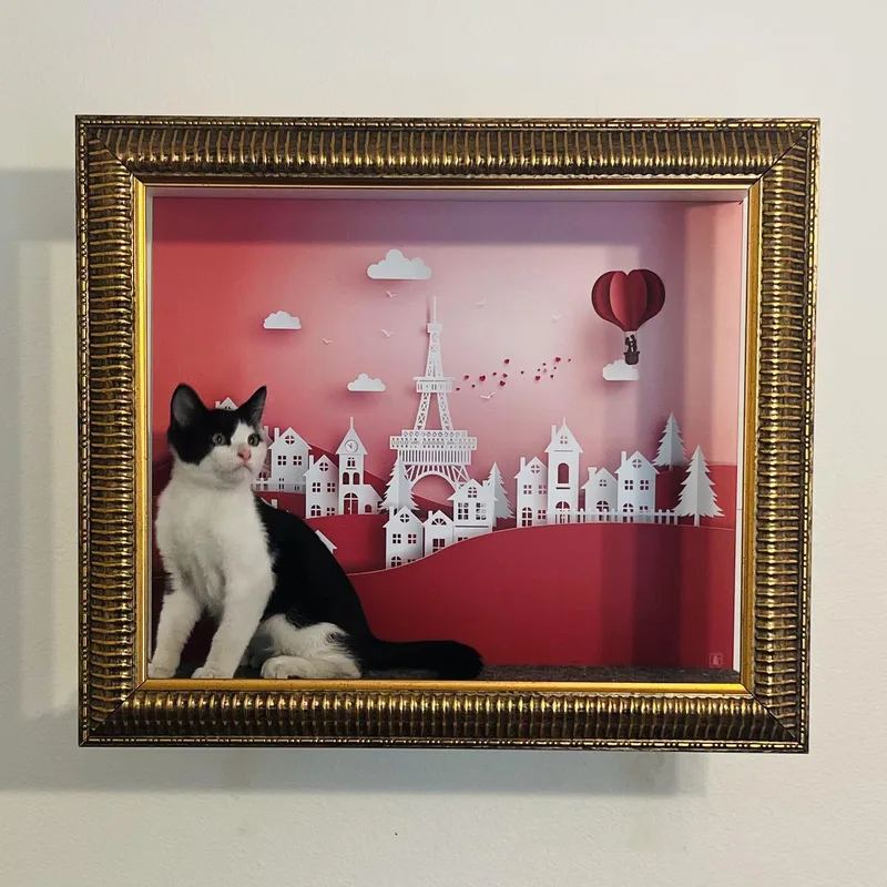 A baby small-sized male Black & White / Tuxedo Tuxedo cat named Marti for adoption in Los Angeles, CA