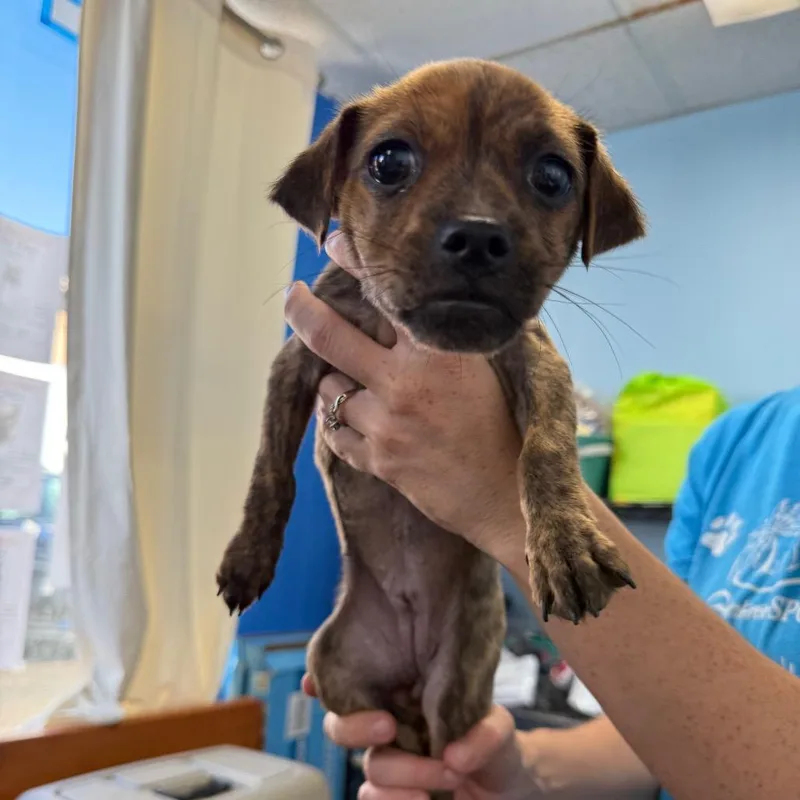 A baby small-sized female Brindle Chihuahua dog named Spooky for adoption in Wahiawa, HI