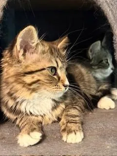 Cinnamon and Nutmeg thumbnail 3
