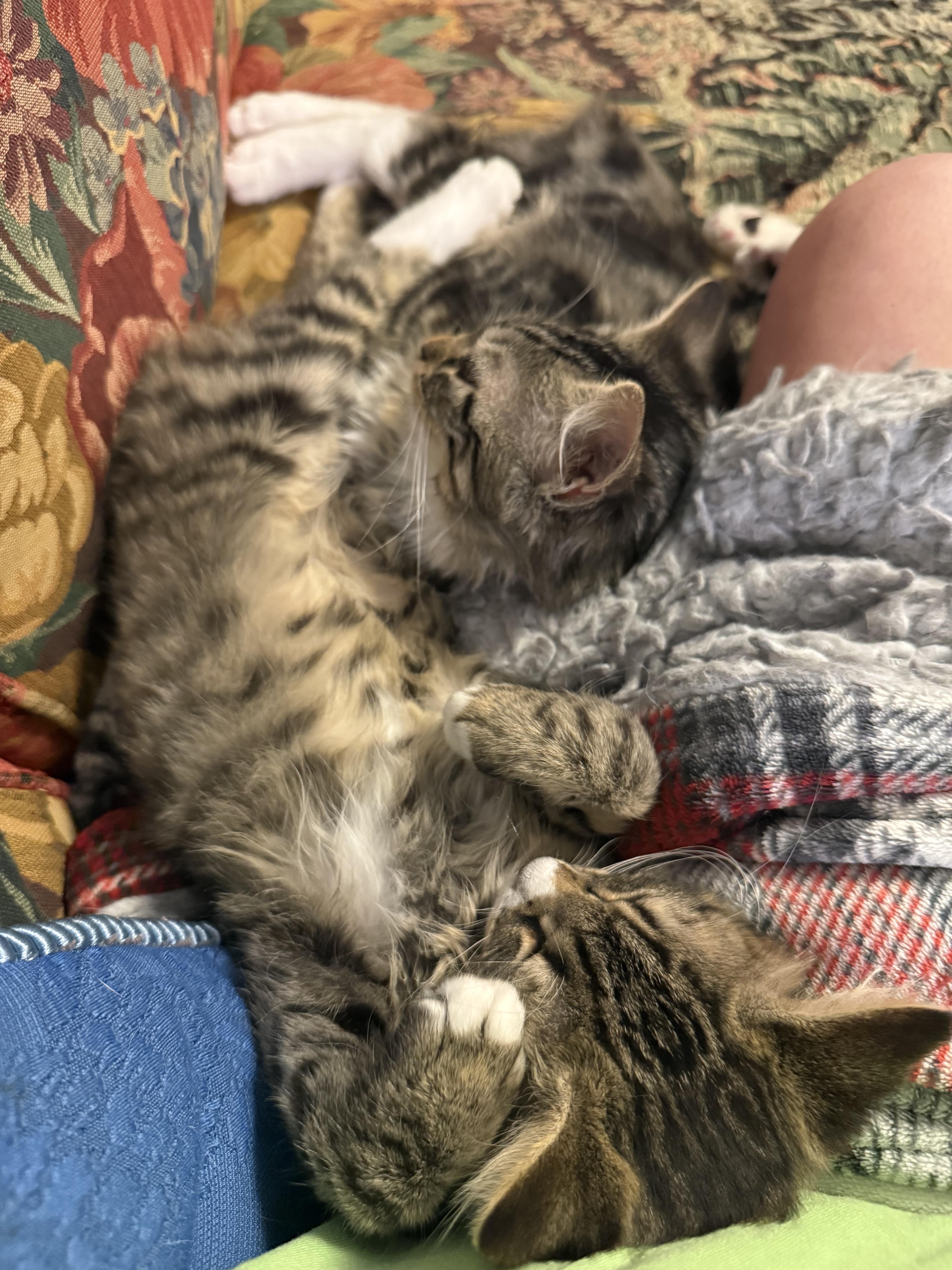 Cinnamon and Nutmeg thumbnail 4