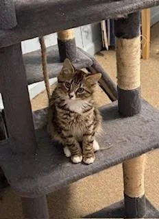 Cinnamon and Nutmeg thumbnail 5
