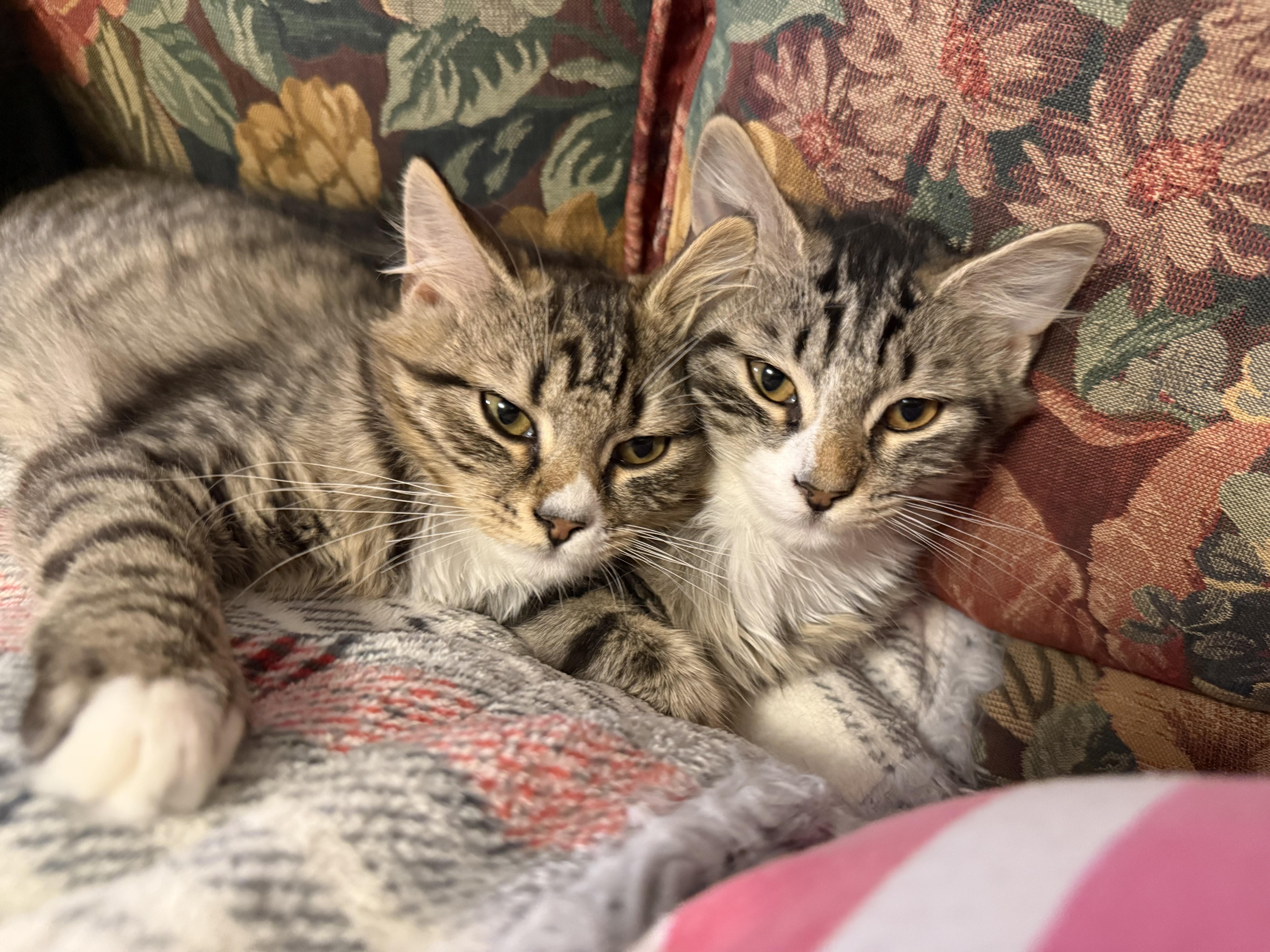 Cinnamon and Nutmeg thumbnail 6
