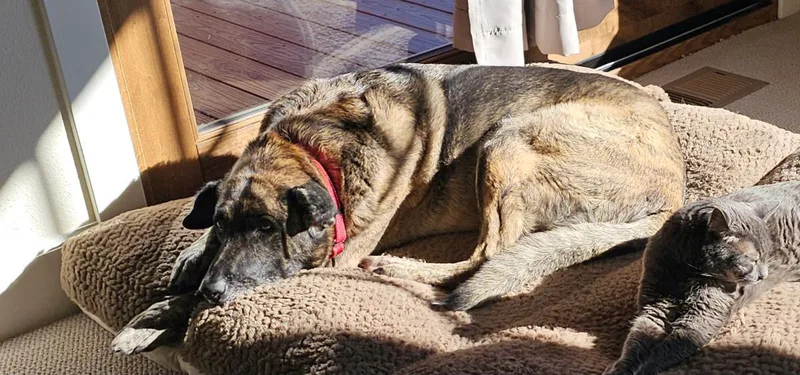 An adult medium-sized female Dutch Shepherd dog named Sarah for adoption in Stagecoach, NV