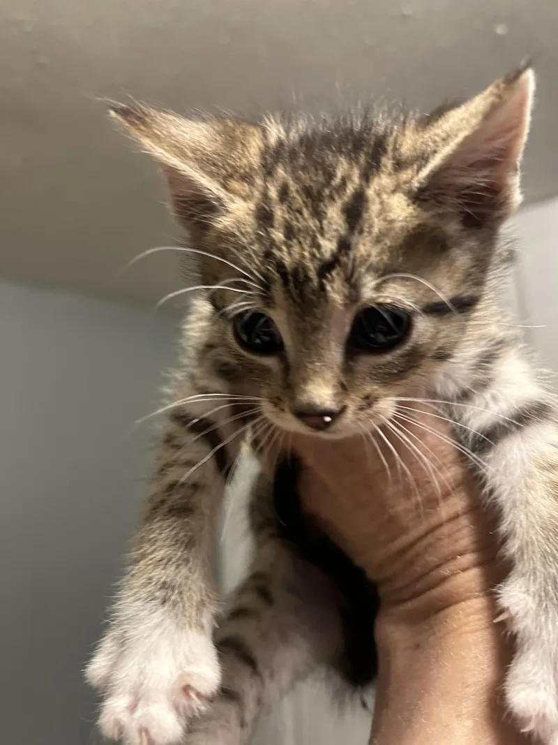 A baby small-sized female Domestic Short Hair cat named Kiwi for adoption in Heyburn, ID