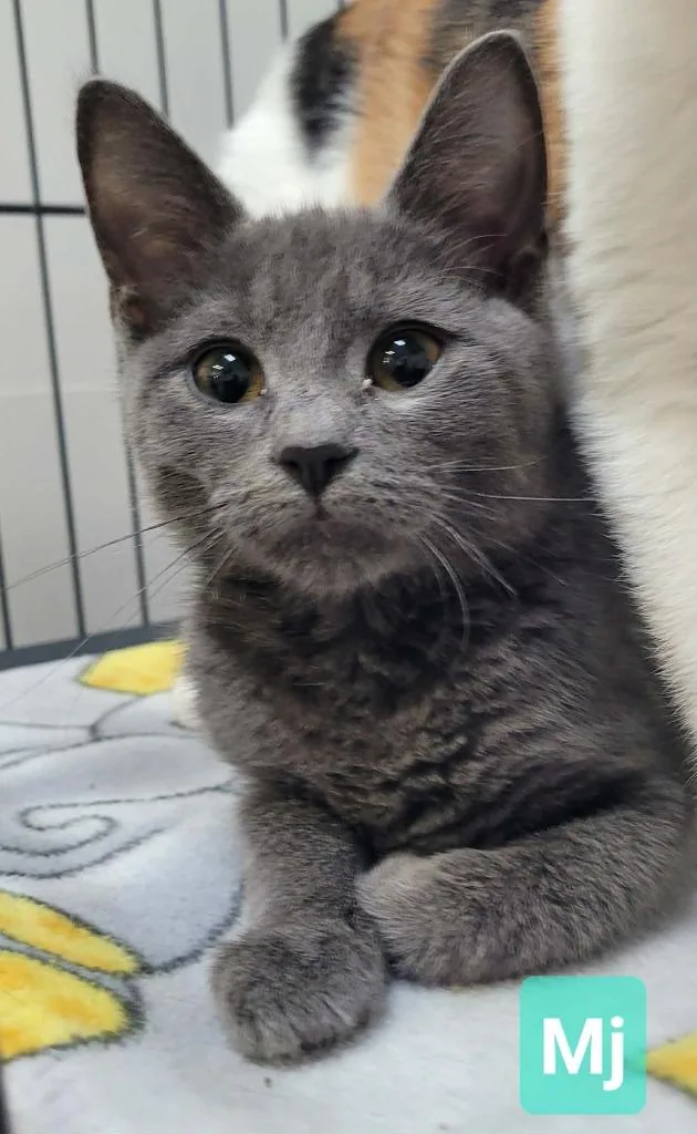 A baby small-sized female Domestic Short Hair cat named Mj for adoption in Richmond, IN