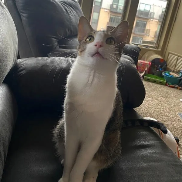 An adult small-sized male Domestic Short Hair cat named Sylvain for adoption in Des Moines, IA