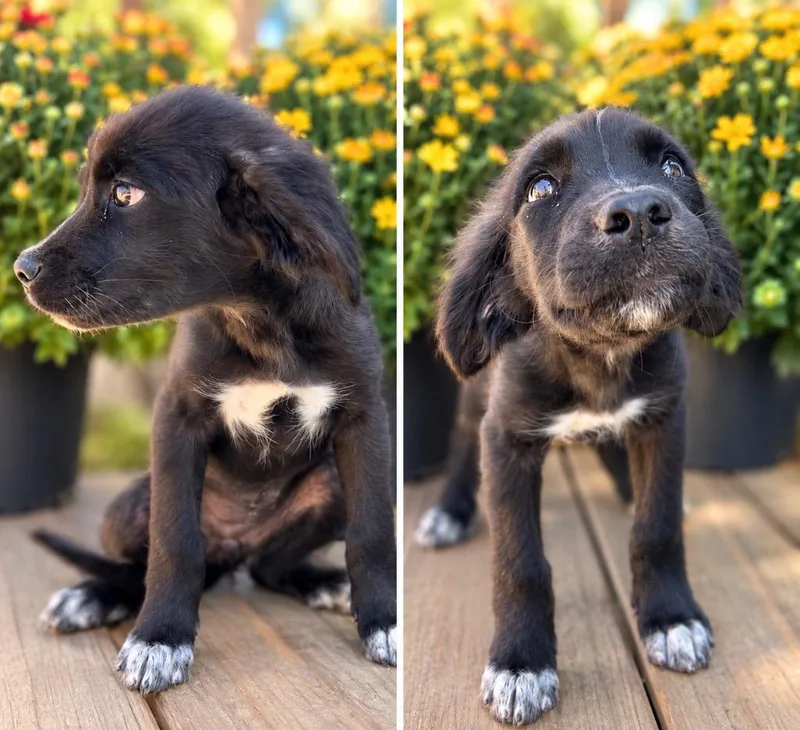 A baby medium-sized female Golden Retriever dog named Annie for adoption in Russellville, KY