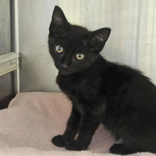 A baby medium-sized female Domestic Short Hair cat named Cauliflower for adoption in Dublin, CA