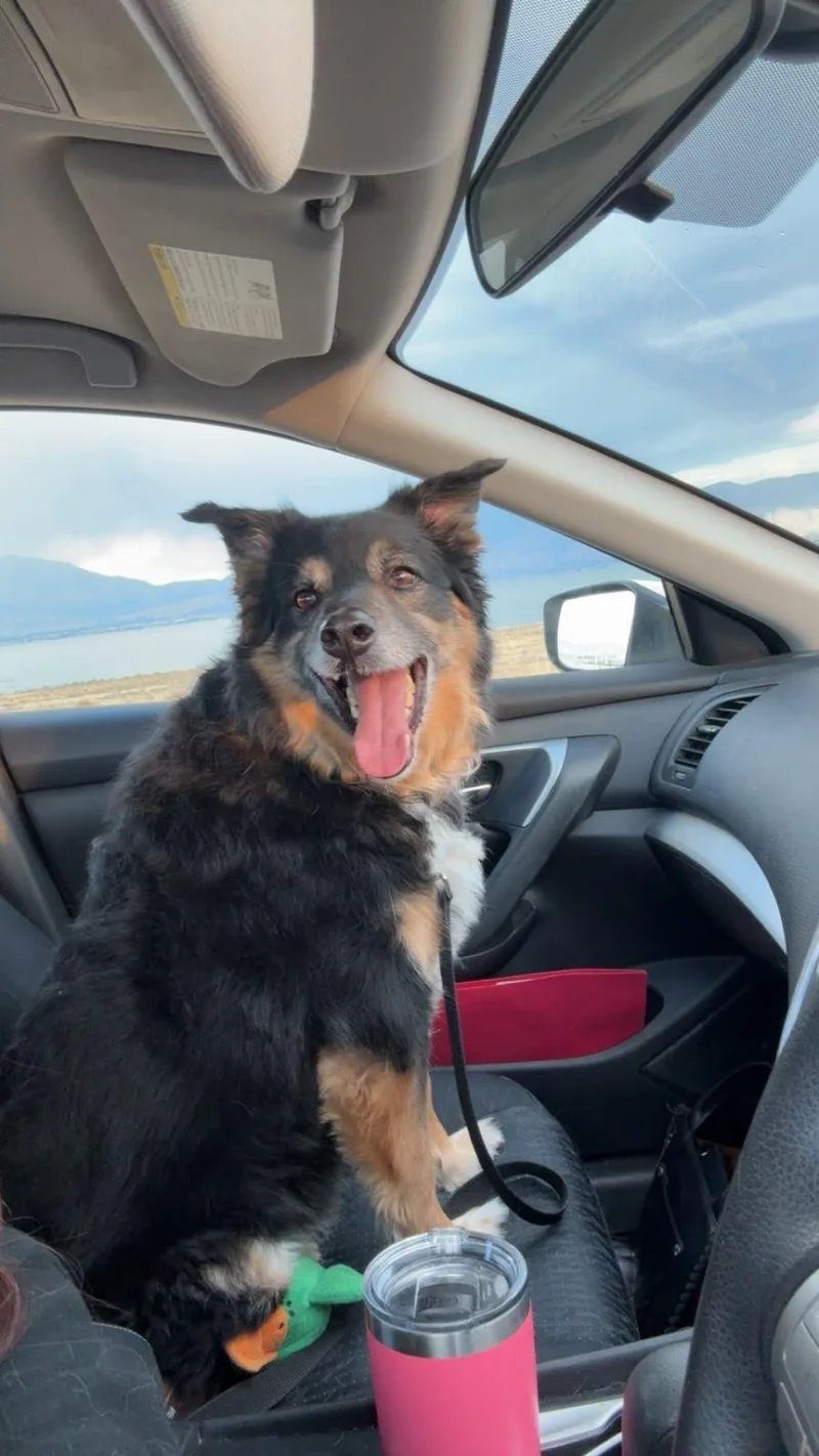 A senior medium-sized male Australian Shepherd dog named Bear for adoption in Coarsegold, CA
