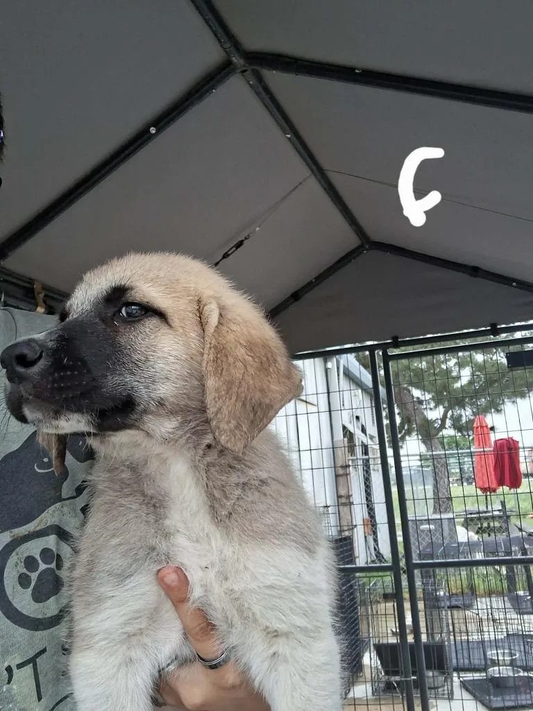 A baby large-sized female Anatolian Shepherd dog named Adi Gallia for adoption in Brownwood, TX
