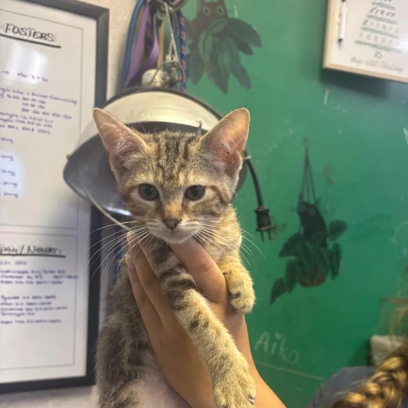 A baby small-sized female Torbie Domestic Short Hair cat named Alibi for adoption in Hinesville, GA