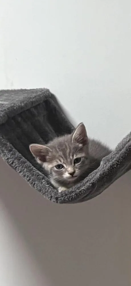 A baby small-sized male Gray & White Domestic Short Hair cat named Side Salad for adoption in Lincoln, NE