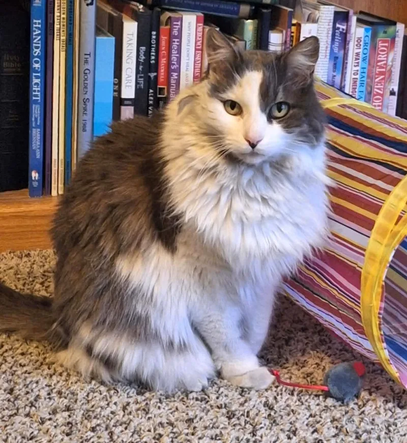 A young medium-sized male Domestic Long Hair cat named Finnegan for adoption in Ogden, UT