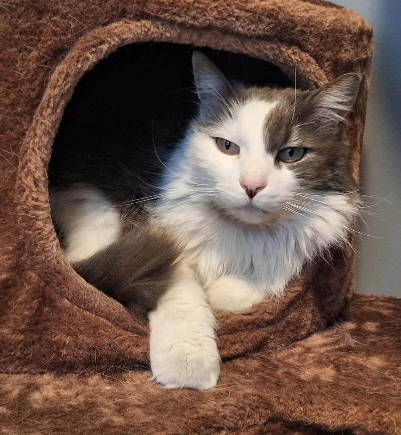 Finnegan thumbnail 2