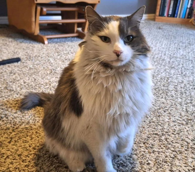 Finnegan thumbnail 3