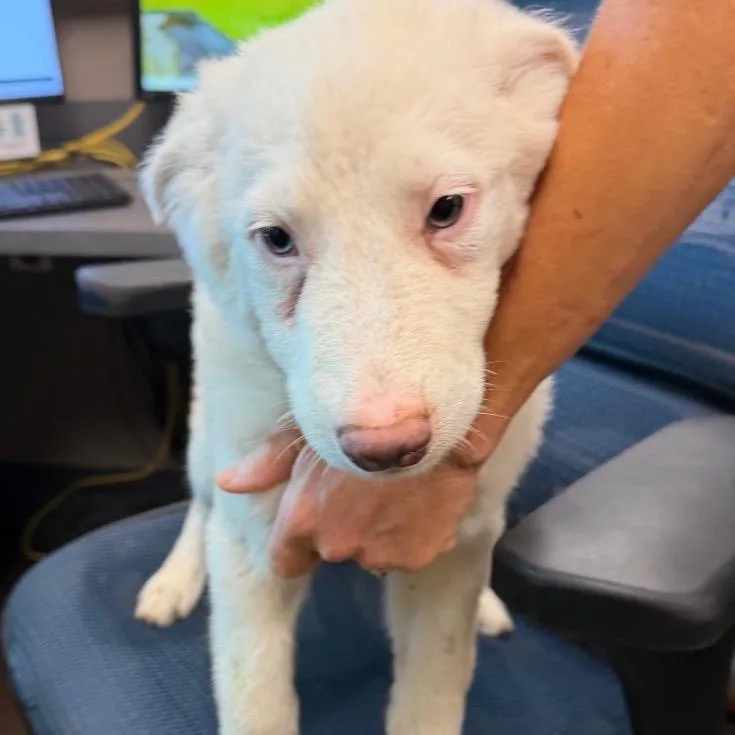 A baby medium-sized male White / Cream Australian Shepherd dog named James Madison for adoption in Norman, OK