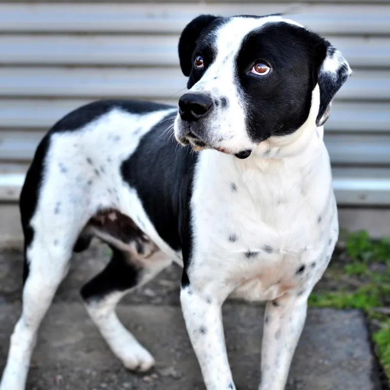 Mannychip thumbnail 2