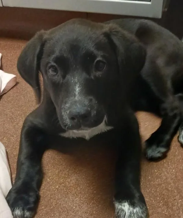 A baby large-sized female Labrador Retriever dog named Melanie for adoption in Dublin, CA