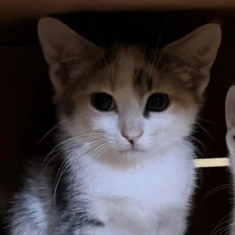 A baby small-sized female Torbie Domestic Short Hair cat named Dolly for adoption in Coralville, IA