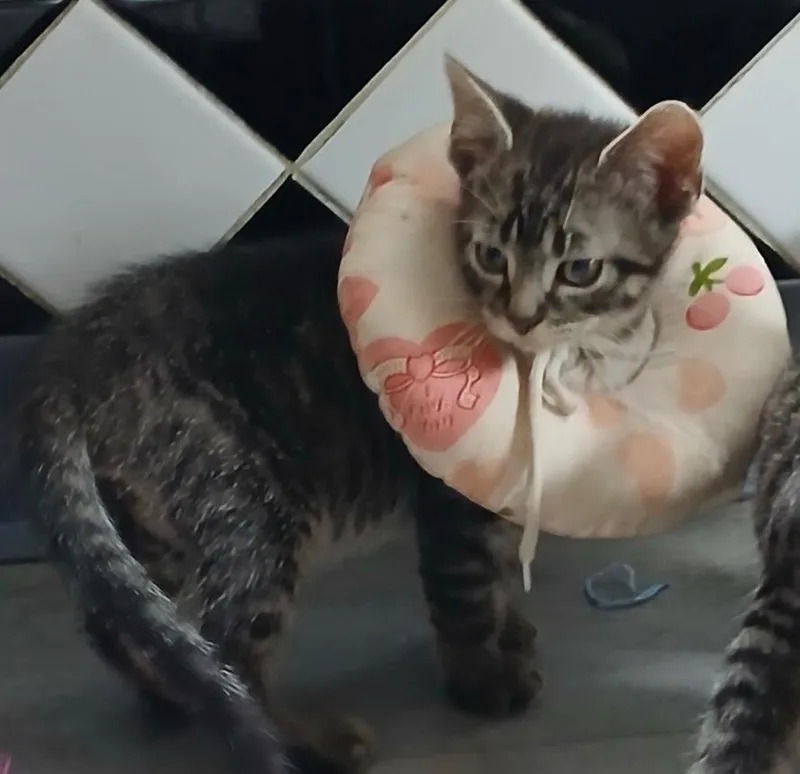A baby medium-sized male Domestic Short Hair cat named Heimdall for adoption in Wintersville, OH