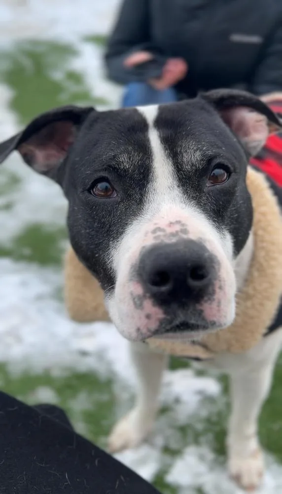 Oreo Blizzard thumbnail 2