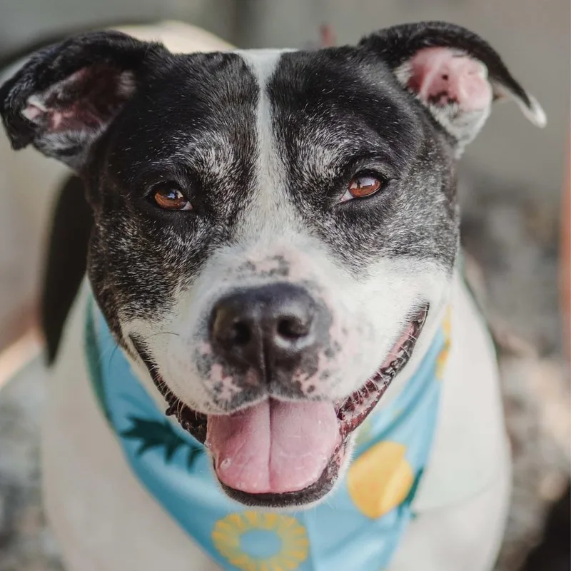 Oreo Blizzard thumbnail 5