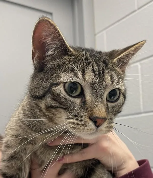 Squiggles The Magnificent